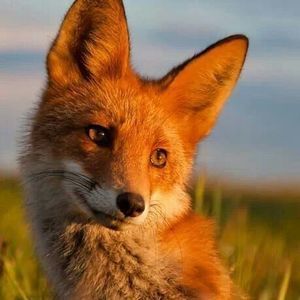 Meet your Posher, Cameron ulisix